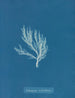 Ectocarpus siliculosus - Anna Atkins — weergave van het kunstwerk