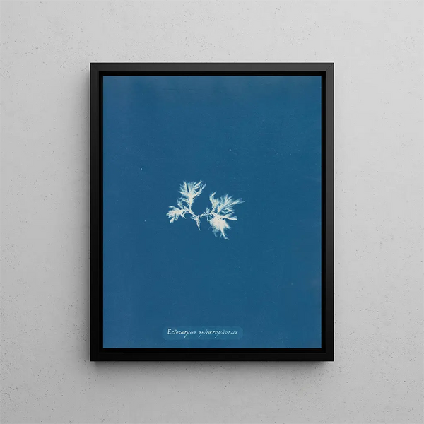Anna Atkins - Ectocarpus sphaerophorus.webp