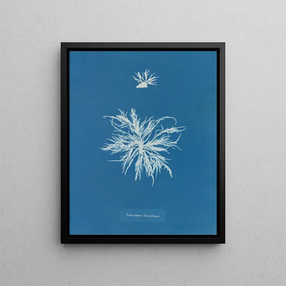 Anna Atkins - Ectocarpus tomentosus.webp