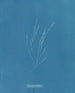 Élaionema villosum - Anna Atkins — weergave van het kunstwerk