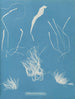 Enteromorpha compressa - Anna Atkins — weergave van het kunstwerk
