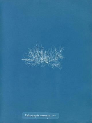 Anna Atkins - Enteromorpha compressa var.webp