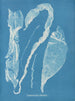 Enteromorpha intestinalis - Anna Atkins — weergave van het kunstwerk