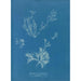 Reproductie van het schilderij Exilaria crystallinum parasitique - Anna Atkins