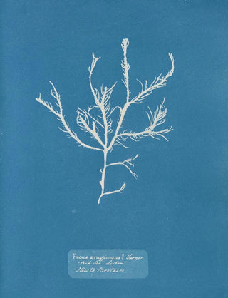 Anna Atkins - Fucus aruginosus Turner Red Sea Lisbon New to Britain.webp