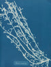 Fucus nodosus - Anna Atkins — weergave van het kunstwerk