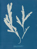 Zaagblad - Anna Atkins — weergave van het kunstwerk