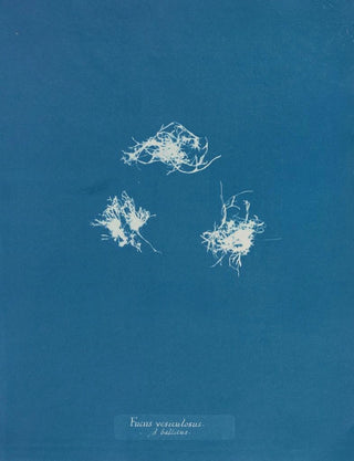 Anna Atkins - Fucus vesiculosus v balticus.webp