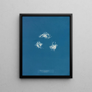 Anna Atkins - Fucus vesiculosus v balticus.webp