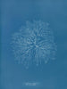 Gelideum corneum penné var. - Anna Atkins — weergave van het kunstwerk