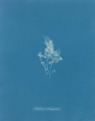 Anna Atkins - Gelidium cartilagineum.webp