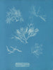 Gelidium corneum var. - Anna Atkins — weergave van het kunstwerk