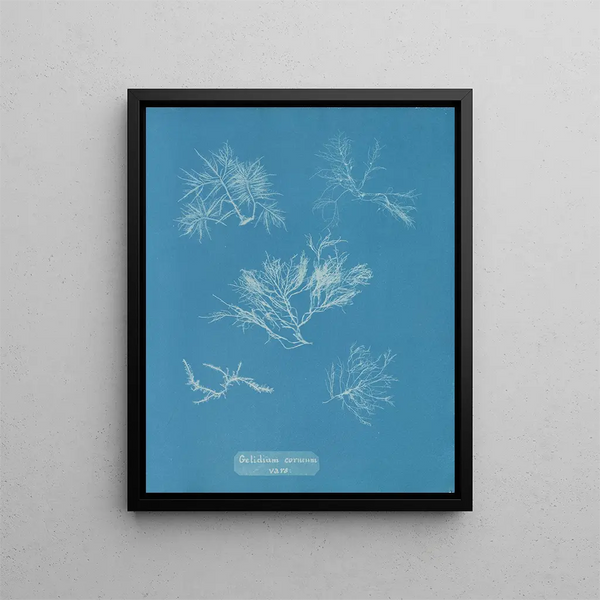 Anna Atkins - Gelidium corneum vars.webp