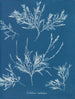 van de rijp op de neus - Anna Atkins — weergave van het kunstwerk