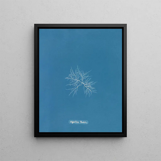 Anna Atkins - Gigartina Teedii.webp