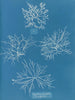 Gigartina acicularis a de mooie vruchten - Anna Atkins — weergave van het kunstwerk