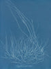Gigartina confervoides - Anna Atkins — weergave van het kunstwerk