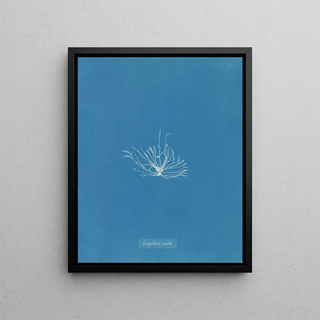 Anna Atkins - Gigartina erecta.webp
