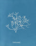 Gigartina pistillata - Anna Atkins — weergave van het kunstwerk