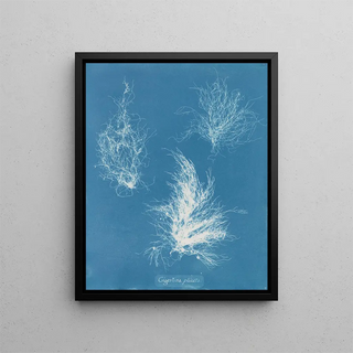 Anna Atkins - Gigartina plicata.webp