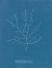 Gigartina purpurascens - Anna Atkins — weergave van het kunstwerk