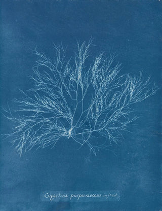 Anna Atkins - Gigartina purpurascens in fruit.webp