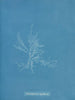 Gloiosiphonia capillaris - Anna Atkins — weergave van het kunstwerk