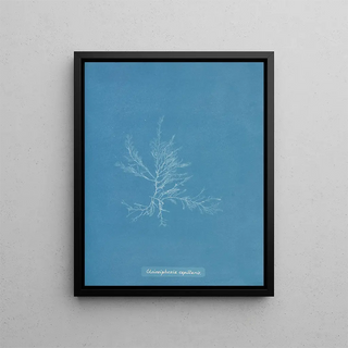 Anna Atkins - Gloiosiphonia capillaris.webp