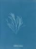 Griffithsia corallina - Anna Atkins | Schilderij — weergave van het kunstwerk