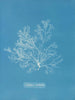 Griffithsia multifida - Anna Atkins — weergave van het kunstwerk