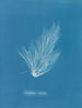 Griffithsia setacea - Anna Atkins — weergave van het kunstwerk