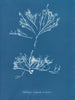 Halidrys siliquosa - Anna Atkins — weergave van het kunstwerk