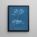 Halidrys siliquosa - Anna Atkins — ingelijst kunstwerk aan de muur