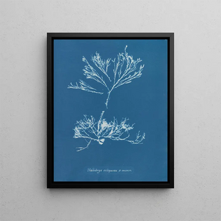 Anna Atkins - Halidrys siliquosa minor.webp