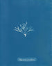 Halymenia furcellaria - Anna Atkins — weergave van het kunstwerk