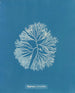Halymenia furcellata - Anna Atkins — weergave van het kunstwerk