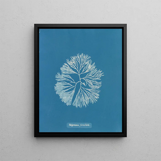 Anna Atkins - Halymenia furcellata.webp