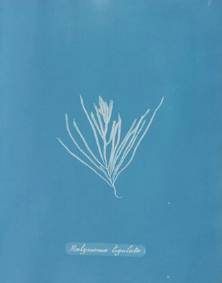 Anna Atkins - Halymenia ligulata.webp