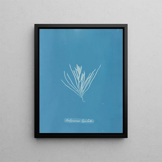 Anna Atkins - Halymenia ligulata.webp