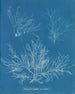 Halymenia ligulata var. dichotome - Anna Atkins — weergave van het kunstwerk