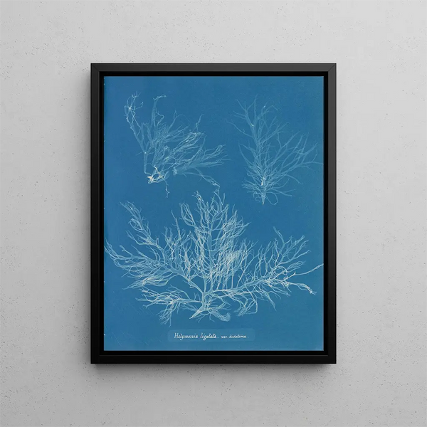 Anna Atkins - Halymenia ligulata var dichotoma.webp