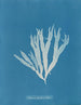 Halymenia ligulata var. latifolia - Anna Atkins — weergave van het kunstwerk
