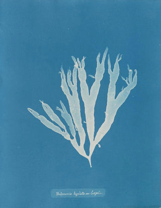 Anna Atkins - Halymenia ligulata var latifolia.webp