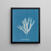 Halymenia ligulata var. latifolia - Anna Atkins — ingelijst kunstwerk aan de muur