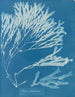 Halyséris polypodioides - Anna Atkins — weergave van het kunstwerk