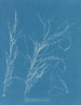 Helminthocladia virescens - Anna Atkins — weergave van het kunstwerk