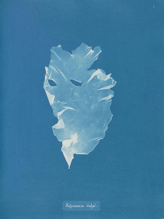 Anna Atkins - Kalymenia Dubyi.webp