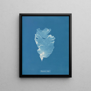 Anna Atkins - Kalymenia Dubyi.webp
