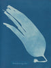 Laminaire digitaal - Anna Atkins — weergave van het kunstwerk