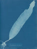 Laminaria saccharina - Anna Atkins — weergave van het kunstwerk